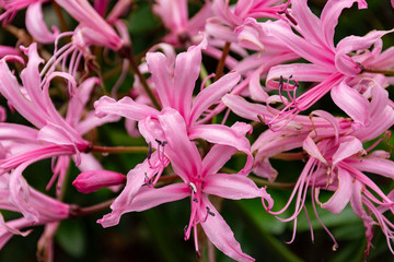 Nerine Bowdenii flowers in pink.