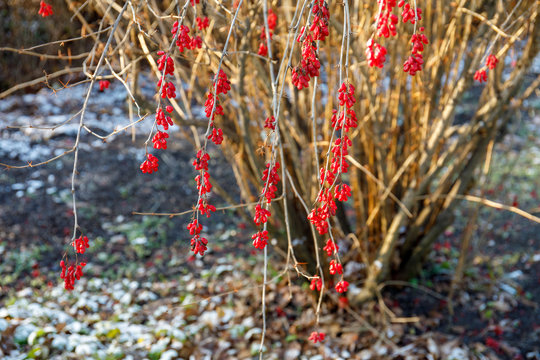 Ripe red barberry berries Berberis Vulgaris bush, autumn, snowy background