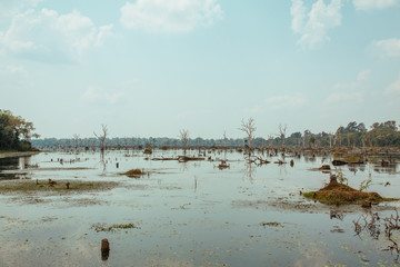Lake with old trees sticking out of the water in Cambodia near ancient Angkor Wat Temple Ruin Complex