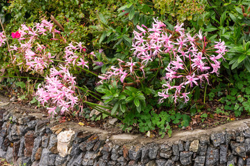 Nerine Bowdenii flowers in pink.