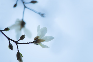 可憐な辛夷（コブシ）