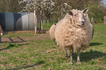 Flemish sheep in the meadow in Summer