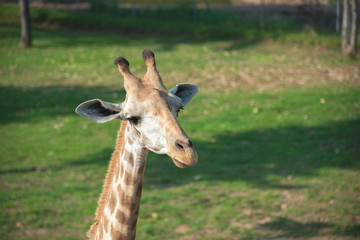 The giraffe's head close-up