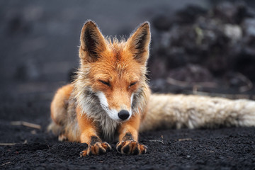 Naklejka na ściany i meble Closeup Portrait of Red Fox