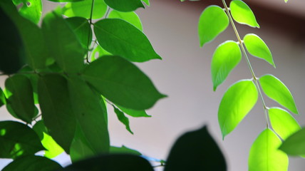 Close up beautiful view of nature green leaves on blurred greenery sky background with sunlight in public garden park. It is landscape ecology and copy space for wallpaper and backdrop