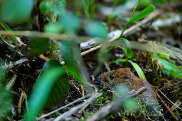 Waldmaus