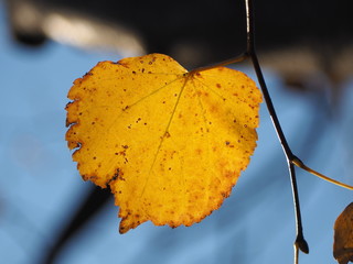closeup of sunlit autumn leaf during foliage