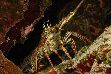 Caribbean spiny lobster on a reef