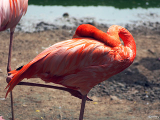 Pink Flamingo sleeps on a Sunny day.