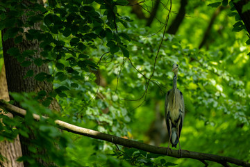 Graureiher im Laubwald