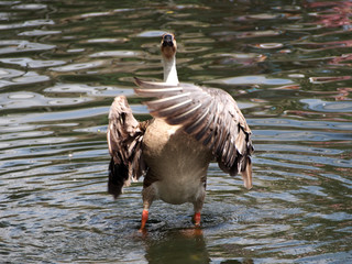 Goose Swan goose, close-up. Goose flaps its wings while standing in the shallows of the lake.