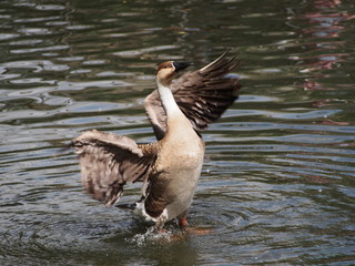 Goose Swan goose, close-up. Goose flaps its wings while standing in the shallows of the lake.