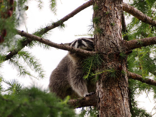 Raccoon sits among greenery on the thick branches of the larch against the clear sky.