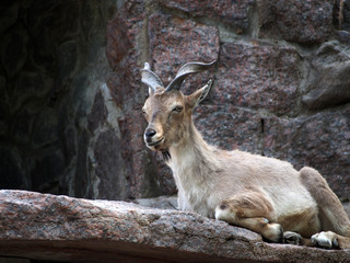 Young male horned goat, markhor, resting on rock, close-up, blurred background.