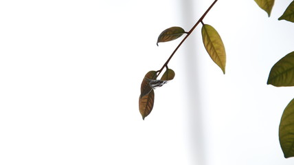 Close up beautiful view of nature green leaves on blurred greenery sky background with sunlight in public garden park. It is landscape ecology and copy space for wallpaper and backdrop