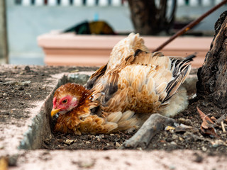 Chicken digging for food on the ground,Instinct of animal