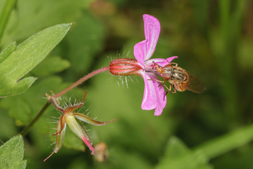 Schnabelschwebefliege
