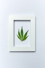 Green cannabis leaf in a rectangular frame on a light grey background.