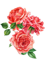 bouquet of roses on an isolated white background, watercolor hand drawing, botanical painting