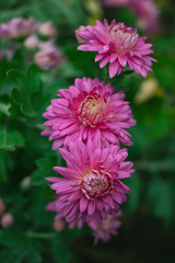Obraz premium pink chrysanthemums on a blurred natural background.