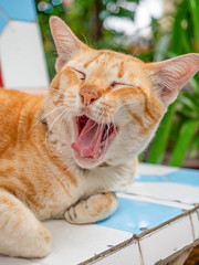 Orange cat sleep on bench is so cute,In garden temple Bangkok Thailand