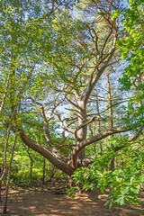 Fototapeta premium Feuersteinfelder, Ruegen