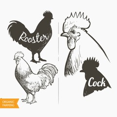 Vector set Hen and Rooster. Black and white silhouette and engraving sketch. Male and female chickens head. Vintage realistic illustration. © mozart3737
