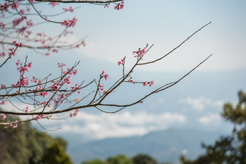 Wild Himalayan Cherry flowers