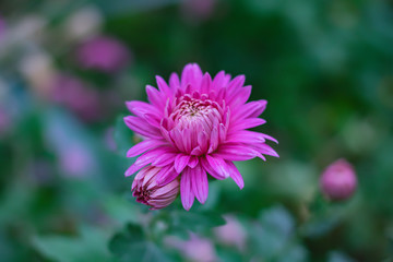 Obraz premium pink chrysanthemums on a blurred natural background.