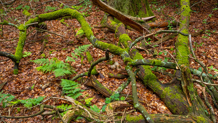 Totholz auf Waldboden