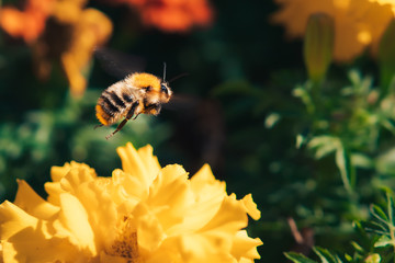 bee on an orange flower