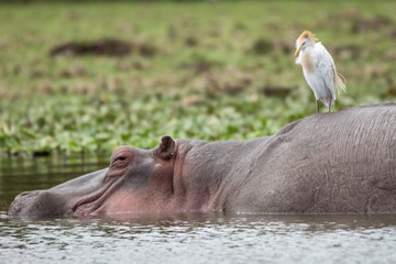 Hippo relaxing in lake naivasha/kenya/Africa with little egret (cattle egret) on his back. Friends, wildlife, beautiful, animals, outdoors, safari concept.