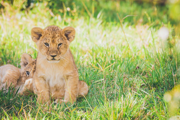 Naklejka na ściany i meble Newborn lion cubs are cuddling in the grass. Masai mara, africa, lions, cubs, wildlife concept.