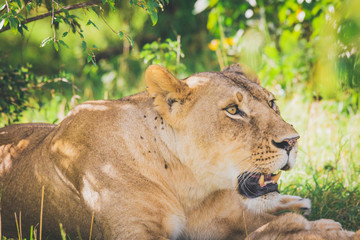 Lioness relaxing under a tree in the bush. Masai mara in Kenya. Lioness, lions, predator, africa concept.