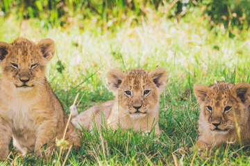 Fototapeta na wymiar Three lion cubs are relaxing in the grass in Masai Mara in Africa. Bush, wild, wilderness, safari, kenya, travel concept.