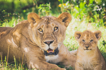 Lioness and lion cub laying in the grass looking straight at the photographer. Wildlife, africa,...