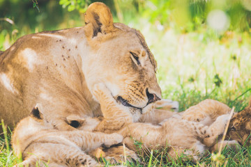 Lion family are cuddling in the grass in Africa. Wildlife, lions, lioness, animals, serengeti, safari, travel concept.