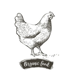 Fototapeta na wymiar Vector Hen, chicken feeding engraving sketch. Vintage isolated realistic illustration.