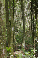 Campos
