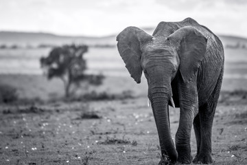 Skinny Elephant in  black and white from Masai mara/Kenya/Africa. Black and white. Wildlife, safari, moment, lifetime concept.