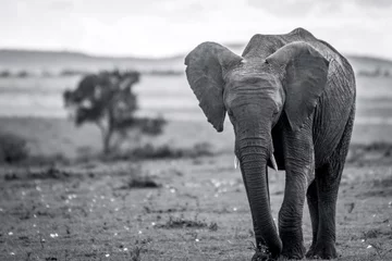 Foto op Aluminium Skinny Elephant in  black and white from Masai mara/Kenya/Africa. Black and white. Wildlife, safari, moment, lifetime concept. © Jon Anders Wiken