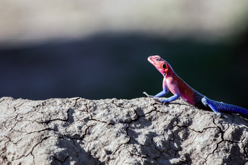 Red headed agama lizard laying on a dry crackled rock in the sun. Beautiful blurred out background. Africa and safari concept.