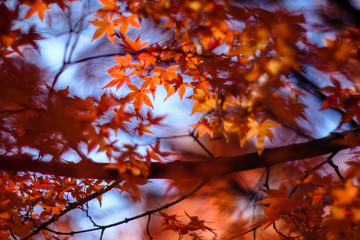 紅葉の風景