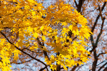 Yellow maple leaf on a sunny day of autumn season.