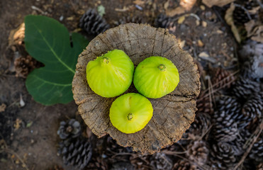 Green figs fruits riping on fig tree close up
