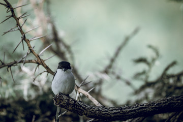 Little bird in africa sitting on a branch in Africa.