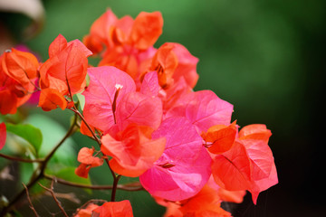 Bougainvillea flowers - Red Bougainvillea flowers bloom against a blur background