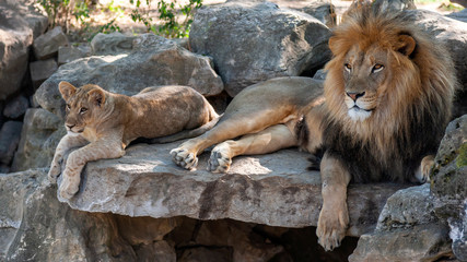 Obraz na płótnie Canvas male african lion relaxing with cub