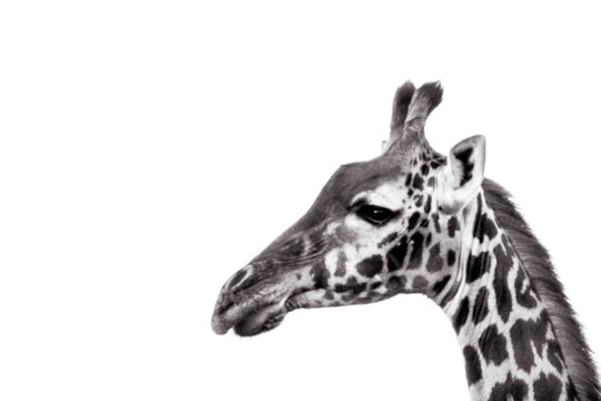 Closeup of a beautiful adult masai giraffe in the african wilderness on white background. Kenya/Africa. Safari, species, giraffe, portrait concept.