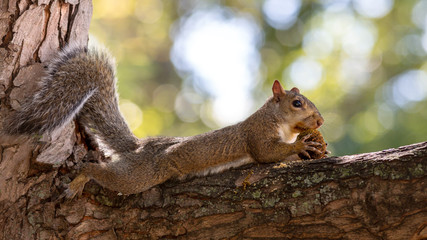 a squirrel sprawled out on a branch enjoying a snack